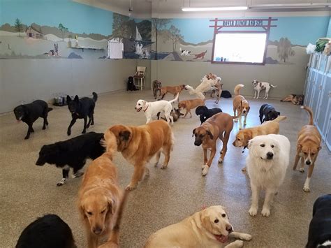 Dogs' Den Daycare